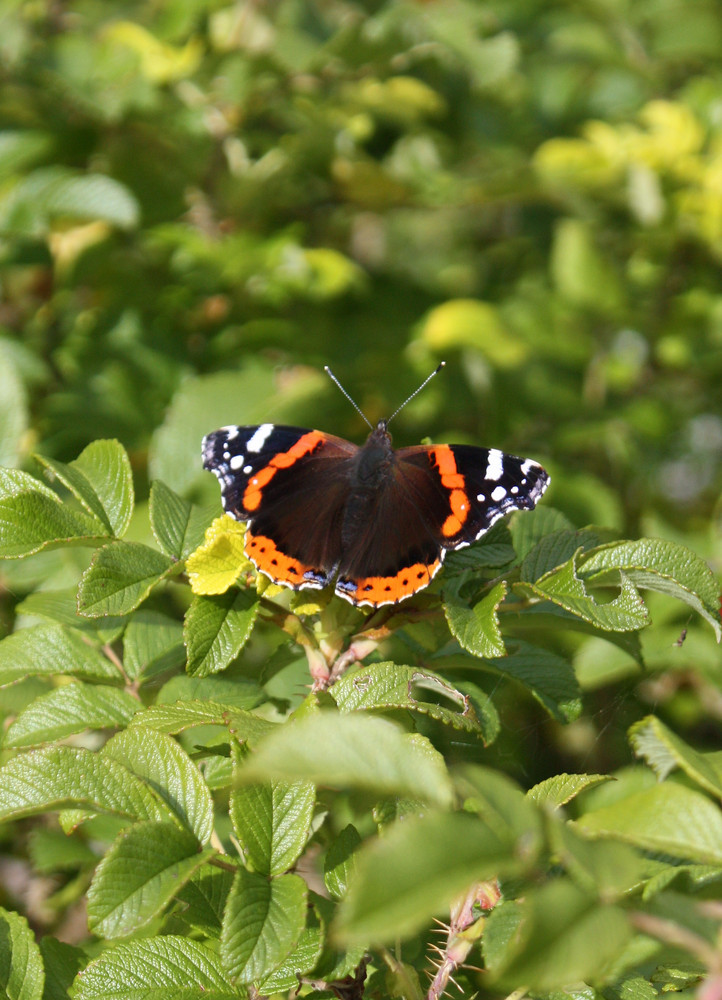 wunderbare Natur