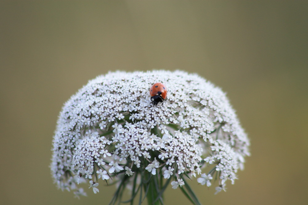 wunderbare Natur