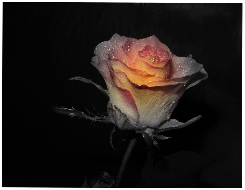 Wunderbare Rose mit SW-Effekt