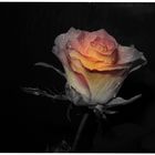 Wunderbare Rose mit SW-Effekt