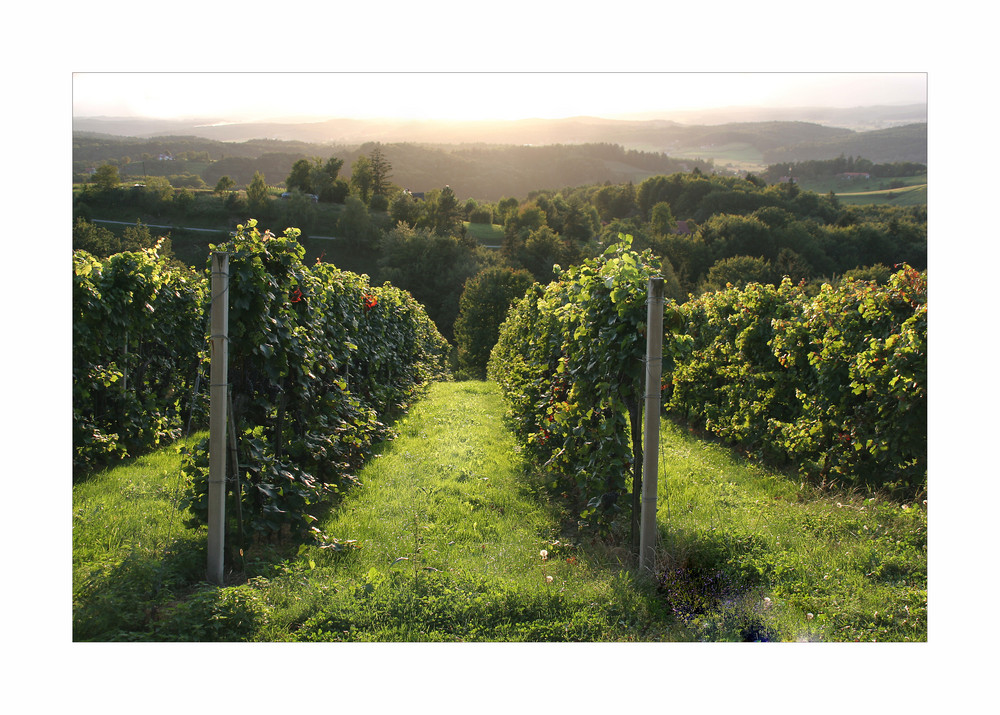 wunderbare Südsteiermark (2)