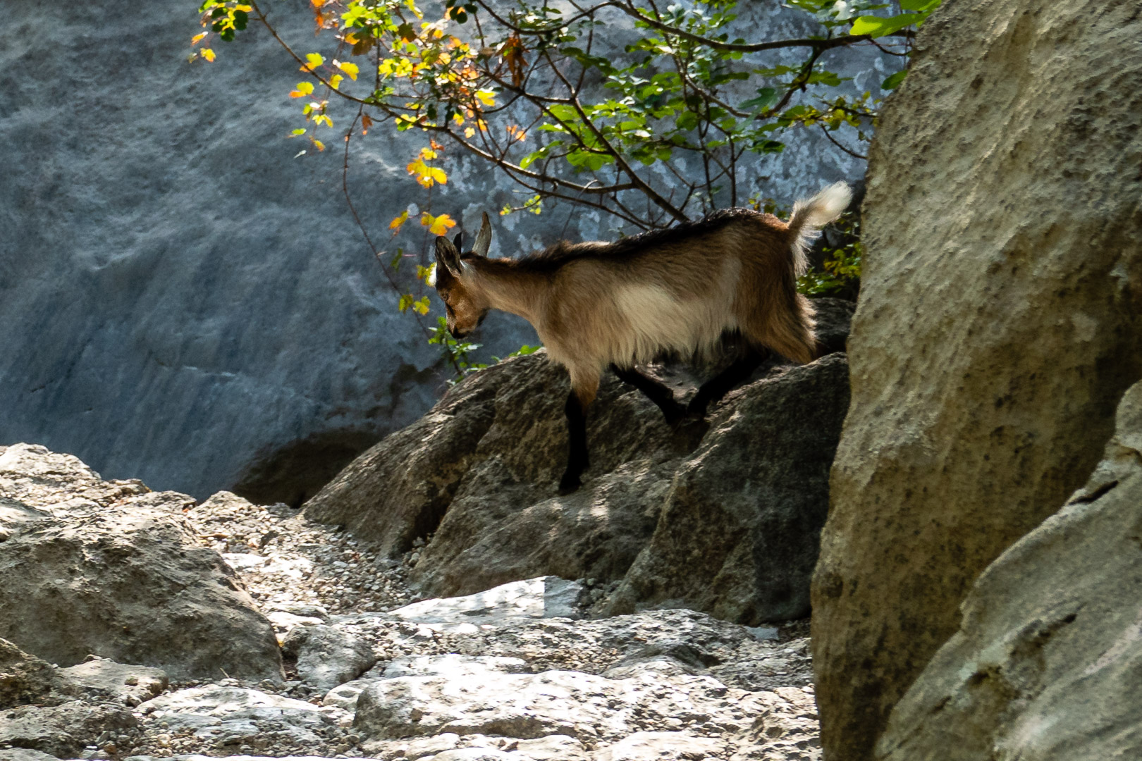 Wunderbare Touren im Velebit 2019