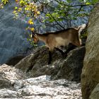 Wunderbare Touren im Velebit 2019