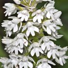 Wunderbare Türkei 100* - Die Pyramidenorchis (Anacamptis pyramidalis), . . .