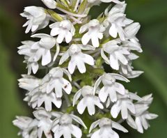 Wunderbare Türkei 100* - Die Pyramidenorchis (Anacamptis pyramidalis), . . .