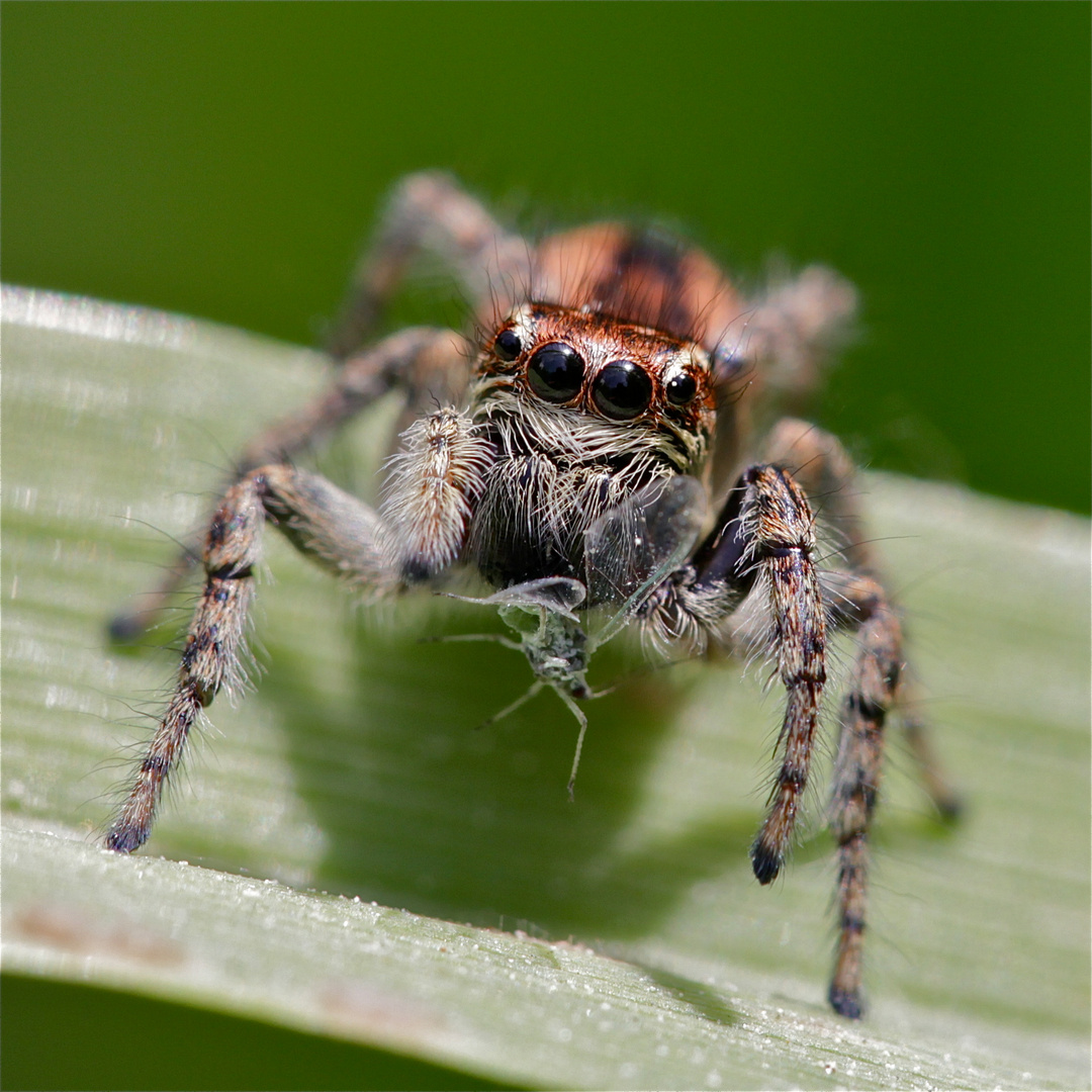 Wunderbare Türkei 104 - eine kleine bunte SPRINGSPINNE (Fam. Salticidae) . . .