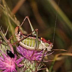 Wunderbare Türkei 105 - Sichelschrecke, zu den Laubheuschrecken gehörig - Unterfam. Phaneroptinae