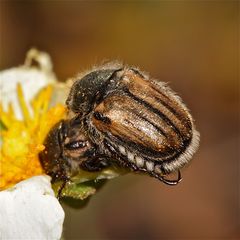 Wunderbare Türkei 111 - noch ein Rosenkäfer-Verwandter!