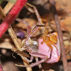 Wunderbare Türkei 113 - Paarung der Krabbenspinne Thomisus onustus