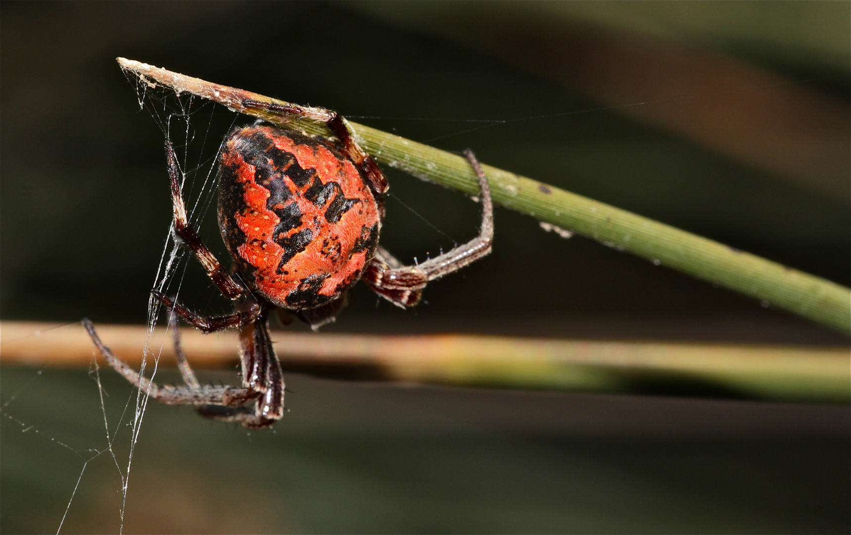 Wunderbare Türkei 114 - eine bunte Radnetzspinne - . . .