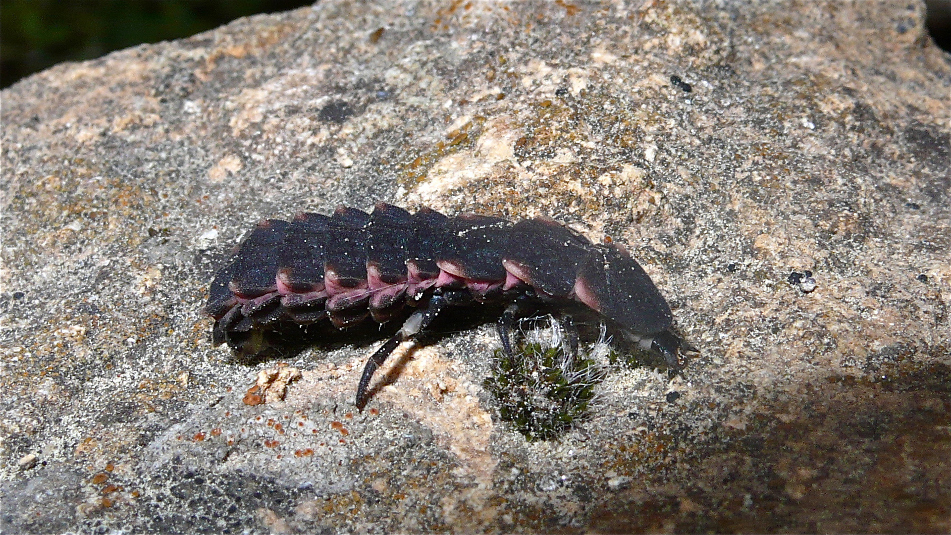 Wunderbare Türkei 117 - Käferlarve des Glühwürmchens - Lampyris noctiluca