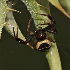 Wunderbare Türkei 118 - Die Krabbenspinne Synaema globosum