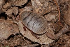 Wunderbare Türkei 119 - Eine Schabe (Blattoidea) - ich denke, ein Larvenstadium