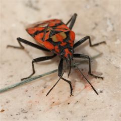 Wunderbare Türkei 129 - Der Pandur (Lygaeus pandurus), eine Lang- oder Bodenwanze . . .