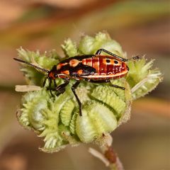 Wunderbare Türkei 130 - Die Larve des Pandur (Lygaeus pandurus), der Wanzenfamilie Lygaeidae