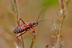 Wunderbare Türkei 131 - Die Raubwanze Rhinocoris erythropus . . .