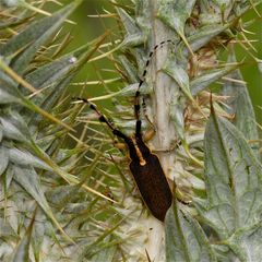 Wunderbare Türkei 133 - eine Agapanthia-Art (Bockkäfer, Fam. Cerambycidae)