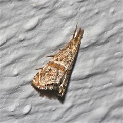 Wunderbare Türkei 136 - Ein feiner Kleinschmetterling (Microlepidoptera), . . .