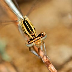 Wunderbare Türkei 140 - Die Blaue Federlibelle (Platycnemis pennipes) . . .