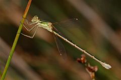 Wunderbare Türkei 142 - Die Südliche Binsenjungfer, Lestes barbarus (Weibchen)