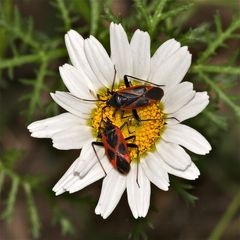 Wunderbare Türkei 145 - Zwei bunte Wanzen (CALOCORIS NEMORALIS) auf einer Marguerite - . . .