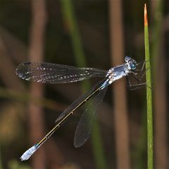 Wunderbare Türkei 146 - Das Weibchen der Dunklen Binsenjungfer (Lestes macrostigma)