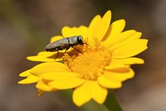 Wunderbare Türkei 148 - Prachtkäfer aus der Familie der Buprestidae