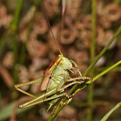 Wunderbare Türkei 153 - Männliche Larve eines Großen Grünen Heupferds (Tettigonia viridissima) 