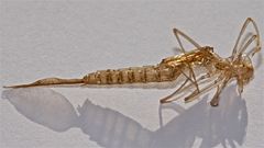 Wunderbare Türkei 156 - Die Exuvie der Dunklen Binsenjungfer (Lestes macrostigma)