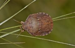 Wunderbare Türkei 157 - Die etwa 1 cm messende Schildkrötenwanze (Eurygaster testudinaria)