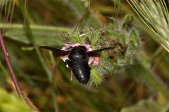 Wunderbare Türkei 160 - Die kleinere Art der HOLZBIENEN (Xylocopa sp.), . . .