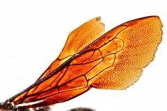 Wunderbare Türkei 161 - Das Flügelmuster einer männlichen Großen Holzbiene (XYLOCOPA VIOLACEA) . . .