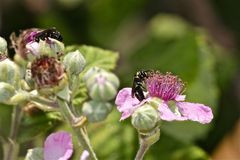 Wunderbare Türkei 162 - Die kleinen MASKENBIENEN (HYLAEUS SP.) gibt es auch in der Türkei - . . .