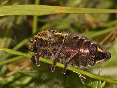 Wunderbare Türkei 163 - Der Prachkäfer (Fam. Buprestidae) aus Nokion südliich Izmir, . . .