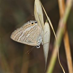 Wunderbare Türkei 41 - Syntarucus pirithous-Bläuling