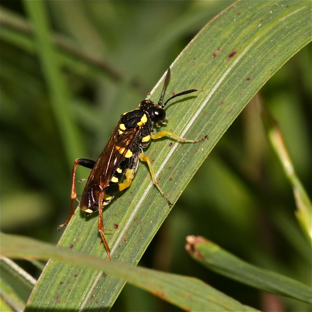 Wunderbare Türkei 42 - Nomada-Wespenbiene (?) - oder eine Blattwespe?