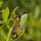 Wunderbare Türkei 45 - Der Schmetterlingshaft LIBELLOIDES RHOMBOIDEUS!