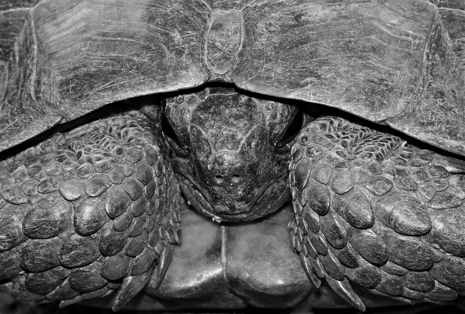 Wunderbare Türkei 46 - Maurische Landschildkröte