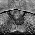 Wunderbare Türkei 46 - Maurische Landschildkröte
