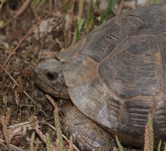 Wunderbare Türkei 51 - RÄTSEL ! - Maurische Landschildkröte mit Hyalomma-Zecke