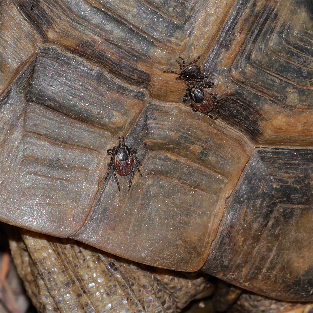 Wunderbare Türkei 65 - Hyalomma aegyptium auf Maurischer Landschildkröte