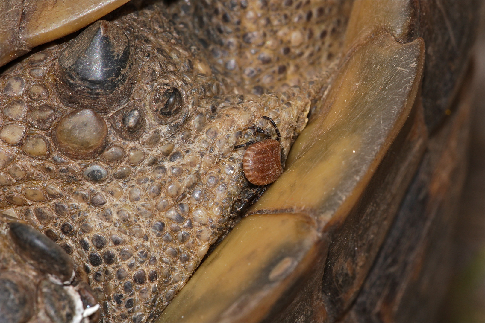 Wunderbare Türkei 66 - Hyalomma aegyptium auf Maurischer Landschildkröte