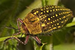 Wunderbare Türkei 73 - EIN PRACHTKÄFER (Fam. Buprestidae)