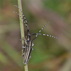 Wunderbare Türkei 77 - Paarung von BOCKKÄFERN (Cerambycidae)