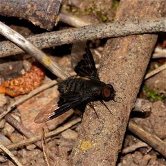 Wunderbare Türkei 78 - Trauerschweber HEMIPENTHES SP.