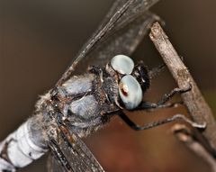 Wunderbare Türkei 81 - SPITZENFLECK (LIBELLULA FULVA)