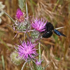 Wunderbare Türkei 84 - HOLZBIENE XYLOCOPA SP. . . .