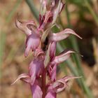 Wunderbare Türkei 85 - Das Heilige Knabenkraut (Orchis sancta)