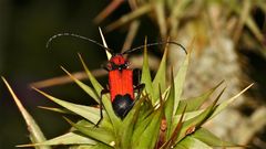 Wunderbare Türkei 88 - Bockkäfer Purpuricenus desfontainii (Fam. Cerambycidae)