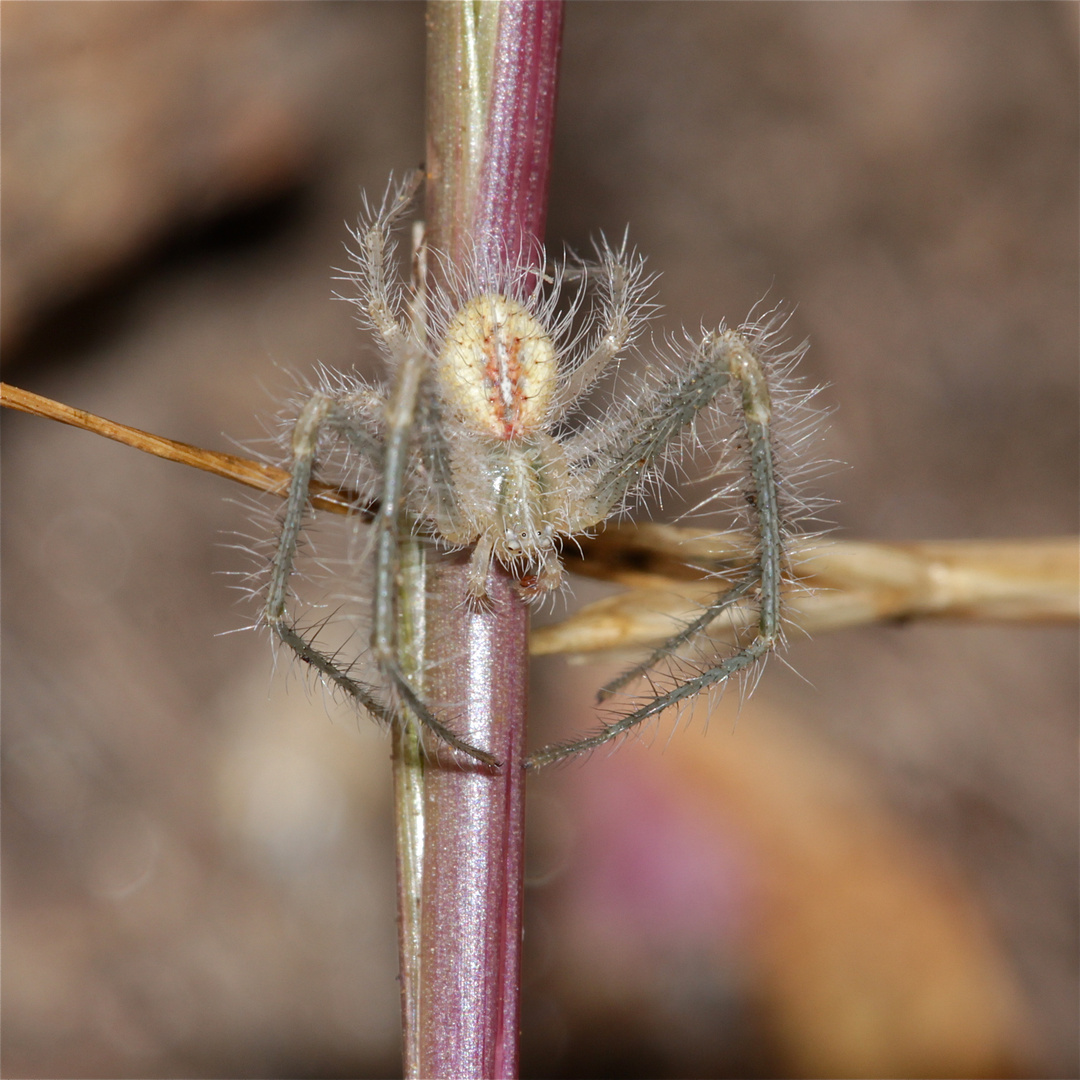 Wunderbare Türkei 99 - Krabbenspinne (Fam. Thomisidae)